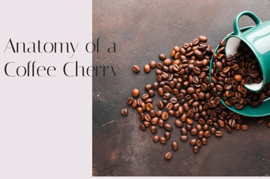 Anatomy of a Coffee Cherry