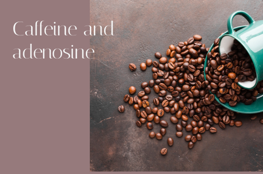 Caffeine and adenosine