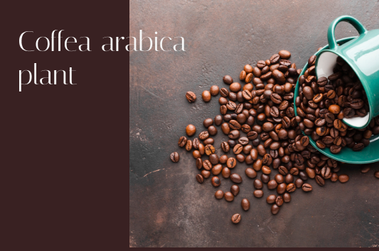 Coffea arabica plant