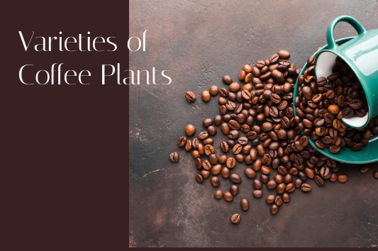 Varieties of Coffee Plants