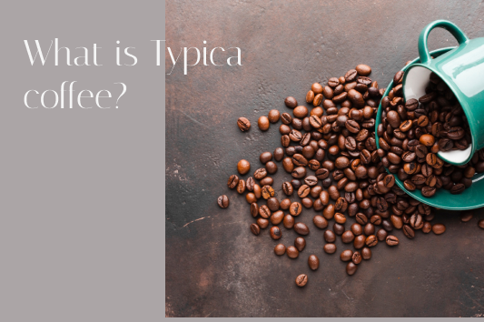 What is Typica coffee?