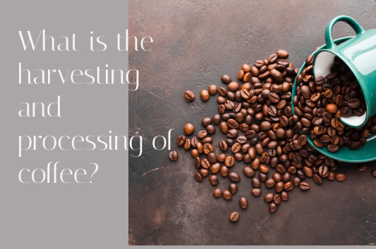 What is the harvesting and processing of coffee?